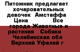 Питомник предлагает 2-хочаровательных девочек  Амстаффа › Цена ­ 25 000 - Все города Животные и растения » Собаки   . Челябинская обл.,Верхний Уфалей г.